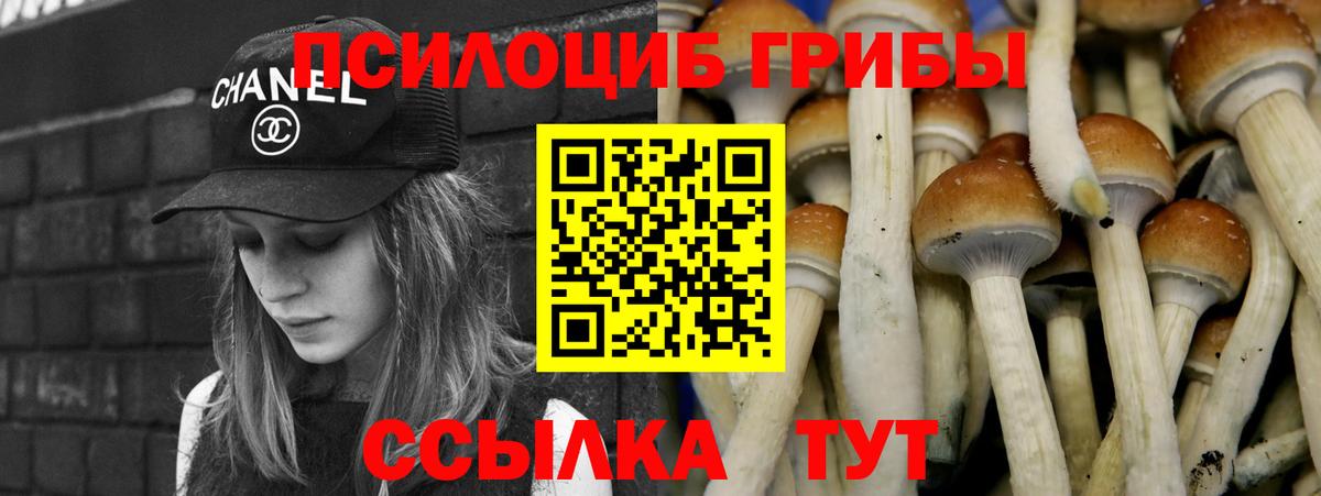 Псилоцибиновые грибы Psilocybine cubensis Пушкино
